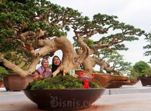 Bandara Banyuwangi Kontes Tanaman Bonsai