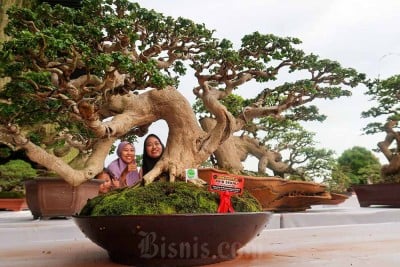 Bandara Banyuwangi Kontes Tanaman Bonsai