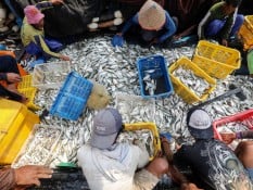 Stok Ikan di Karangsong Indramayu Capai 221 Ton, Cukup hingga Malam Tahun Baru