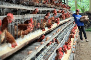 Peternak Ayam Terdampak Pakan Naik