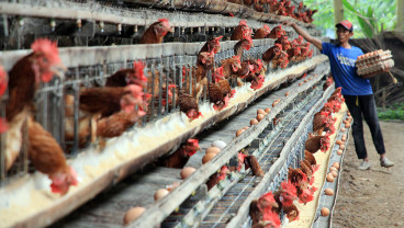 Peternak Ayam Terdampak Pakan Naik