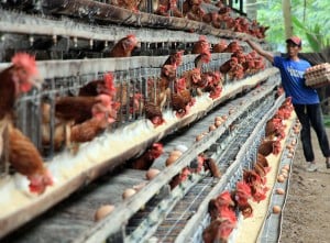 Peternak Ayam Terdampak Pakan Naik