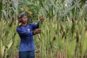 Target Pembukaan Lahan Jagung