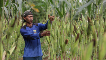 Target Pembukaan Lahan Jagung