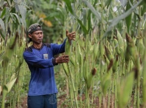 Target Pembukaan Lahan Jagung