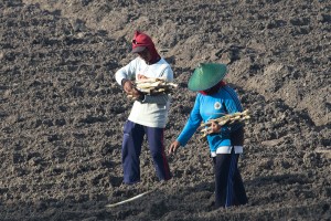 Optimalisasi Lahan Tebu Menuju Swasembada Gula Nasional