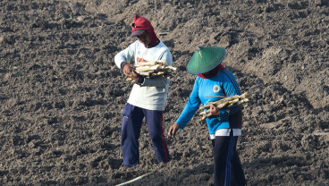 Optimalisasi Lahan Tebu Menuju Swasembada Gula Nasional