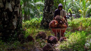 Biodiesel B40 Berlaku Mulai Januari 2025, Produksi Minyak Sawit RI Cukup?