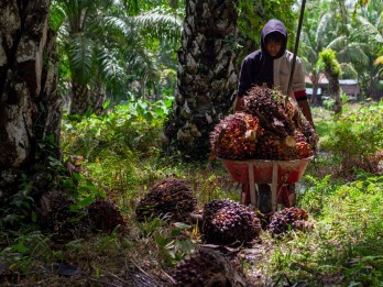 Biodiesel B40 Berlaku Mulai Januari 2025, Produksi Minyak Sawit RI Cukup?