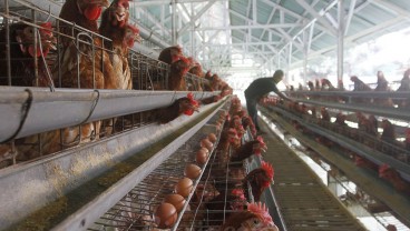 Harga Pangan Hari Ini: Harga Daging Sapi & Ayam Naik Jelang Tahun Baru 2025
