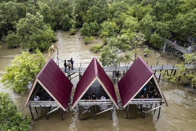 Wisata Hutan Bakau Di Jambi