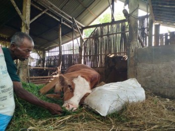 Fenomena Sapi Mati Mendadak Terjadi di Ponorogo, Diduga Wabah PMK