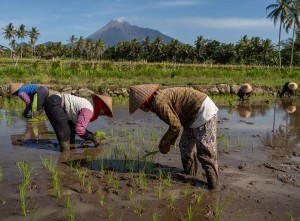 Rencana Stop Impor Komoditas Pangan