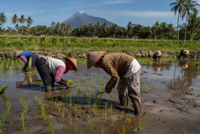 Rencana Stop Impor Komoditas Pangan