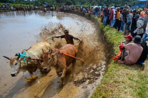 Ajang Pacu Jawi kembali Digelar Untuk Menggeliatkan Pariwisata di Sumatra Barat