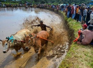 Ajang Pacu Jawi kembali Digelar Untuk Menggeliatkan Pariwisata di Sumatra Barat