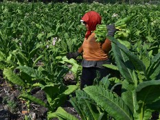 Pengusaha Soroti Kontribusi Dana Bagi Hasil CHT Buat Daerah