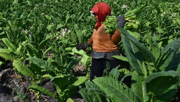 Pengusaha Soroti Kontribusi Dana Bagi Hasil CHT Buat Daerah