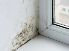 Kenali Bahaya Jamur Hitam atau Black Mold dan Penyebabnya