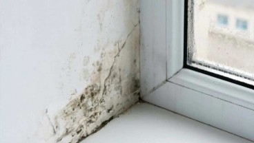 Kenali Bahaya Jamur Hitam atau Black Mold dan Penyebabnya