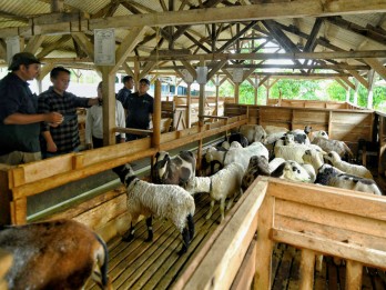 Jabar Genjot Pembibitan Domba Garut