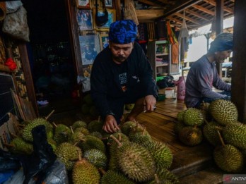 Durian Khas Badui Jadi Pemikat Pelancong