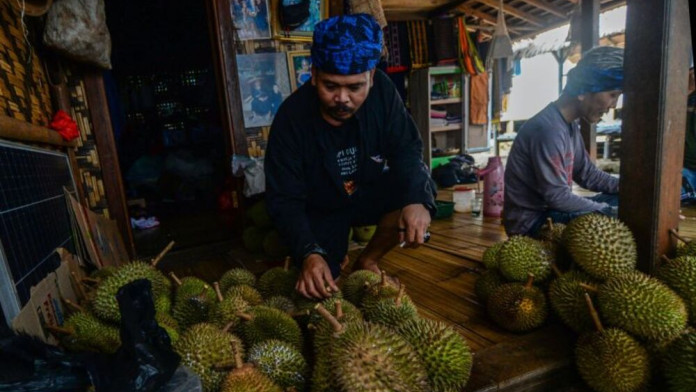 Durian Khas Badui Jadi Pemikat Pelancong