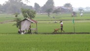 603 Hektare Sawah di Kabupaten Cirebon Rentan Gagal Panen