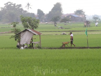 603 Hektare Sawah di Kabupaten Cirebon Rentan Gagal Panen