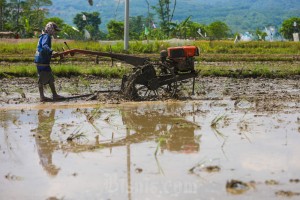 Pemerintah Naikan Harga HPP Gabah Kering Panen dan Jagung Pakan di Tingkat Petani