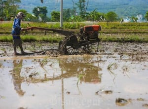 Pemerintah Naikan Harga HPP Gabah Kering Panen dan Jagung Pakan di Tingkat Petani