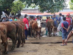 Pasar Hewan Ponorogo Didorong Ditutup Antisipasi PMK