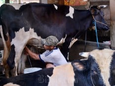 Kementan Dorong Impor Sapi Indukan Dipercepat Demi Makan Bergizi Gratis