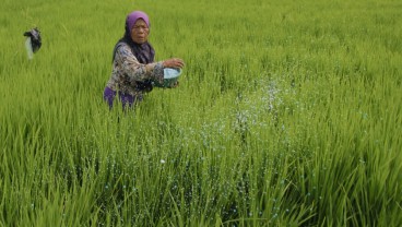 Dukung Program MBG, Sumbar Targetkan Produksi Padi 1,5 Juta Ton GKG Tahun Ini