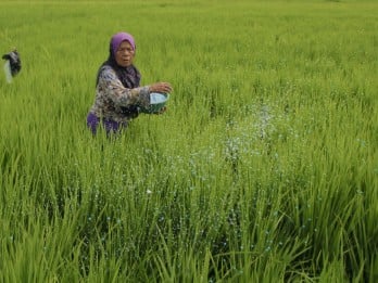 Dukung Program MBG, Sumbar Targetkan Produksi Padi 1,5 Juta Ton GKG Tahun Ini