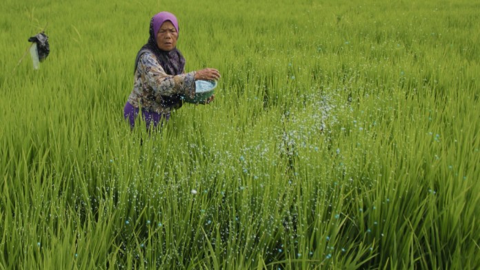 Dukung Program MBG, Sumbar Targetkan Produksi Padi 1,5 Juta Ton GKG Tahun Ini