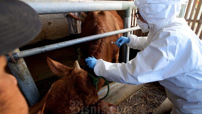 Sekitar 2.300 Ekor Sapi di Jateng Terserang Penyakit Mulut dan Kuku (PMK)