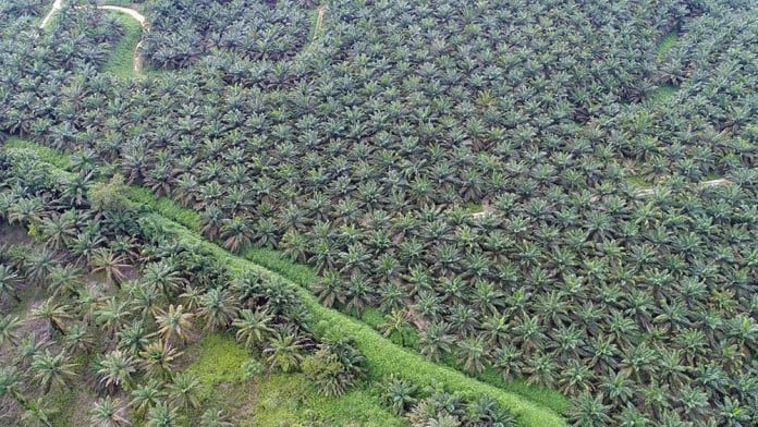 Perluasan Kebun Sawit Tak Dapat Turunkan Emisi dari Alih Fungsi Lahan Hutan