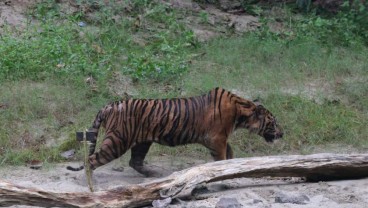 Objek Wisata Alam di Danau Lebar Bengkulu Ditutup Antisipasi Harimau