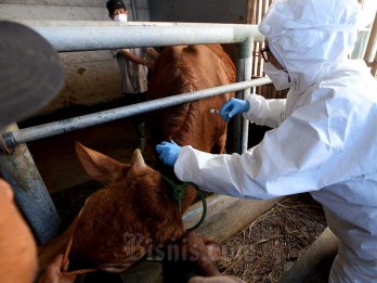 Penyakit Mulut dan Kuku (PMK) Pengaruhi Stok Daging Sapi? Ini Kata Pemerintah