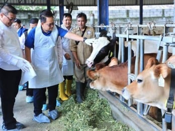 Pemprov Jatim Minta Peternak Vaksinasi Mandiri Cegah PMK