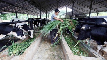 Wabah PMK Merebak, Keran Impor Daging Sapi Jelang Puasa Bakal Dibuka?