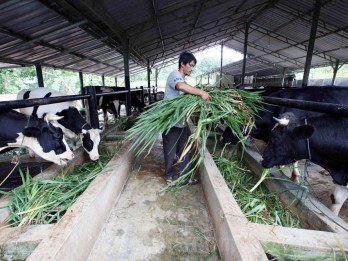 Wabah PMK Merebak, Keran Impor Daging Sapi Jelang Puasa Bakal Dibuka?