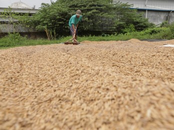 Tok! Aturan Terbit, HPP Gabah Naik Rp500 per Kg Mulai 15 Januari