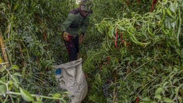 Jelang Imlek 2576, Harga Sembako di Sumbar Naik