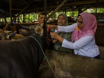 Penyebaran PMK di Garut Diklaim Masih Rendah, Hanya 0,01% yang Terpapar