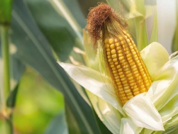 Garut Tambah 371 Hektare Lahan untuk Padi dan Jagung