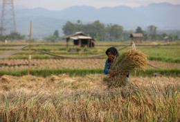 HPP Gabah Jadi Rp6.500, Harga Beras Berpotensi Naik?