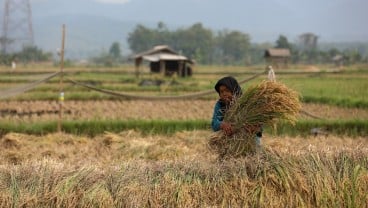 HPP Gabah Jadi Rp6.500, Harga Beras Berpotensi Naik?