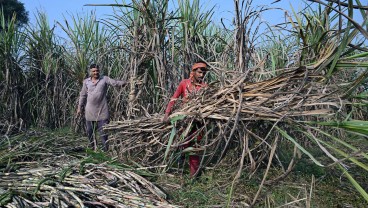 Ketar-ketir Pasokan Gula, Siap-siap Harga jadi Pahit?